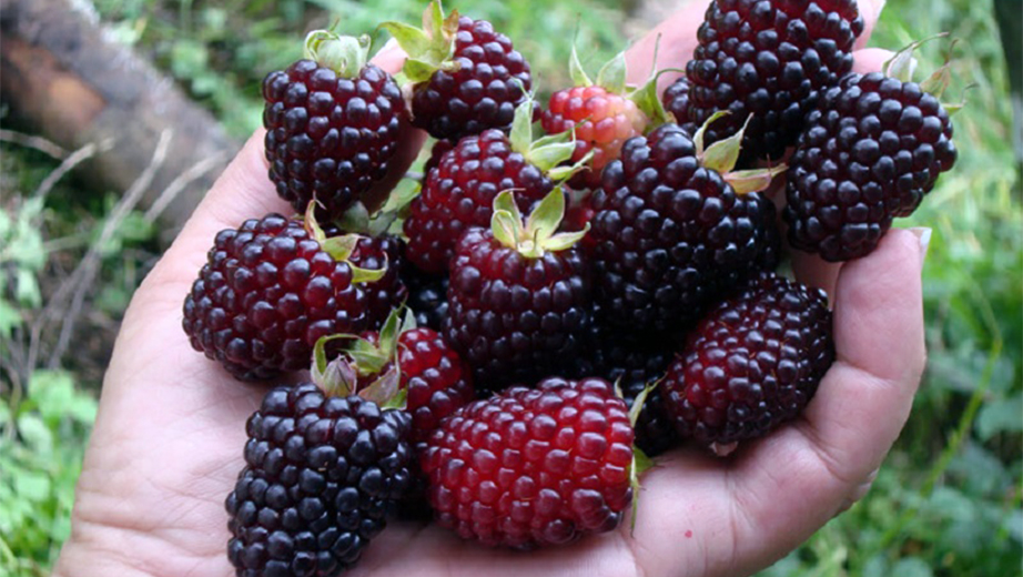 Agricultores cosechando mora para Natupulp